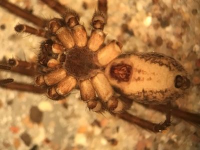 Pardosa concinna