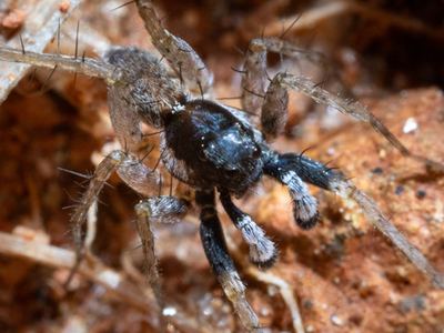 Pardosa parvula