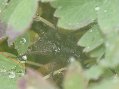 Pardosa albomaculata
