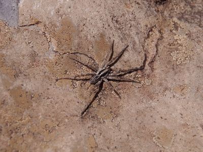Hogna hawaiiensis