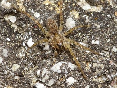 Hogna antelucana