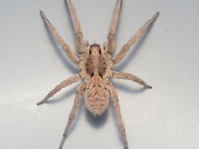 Hogna coloradensis