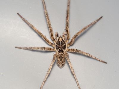 Unbanded wolf spider