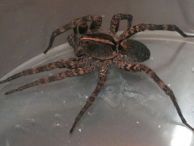 Carolina wolf spider