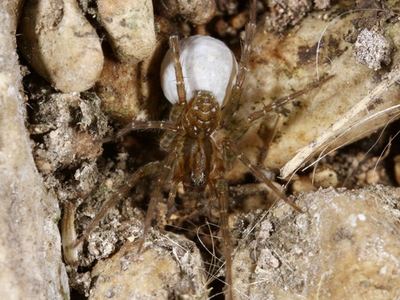 Pirata sedentarius