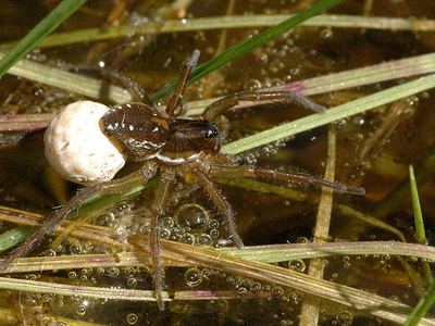 Pirate otter spider