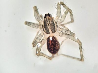Pirata alachuus