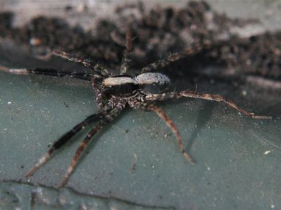 Schizocosa crassipes
