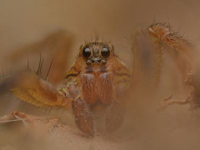 Schizocosa bilineata