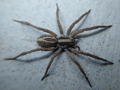 McCook's split wolf spider