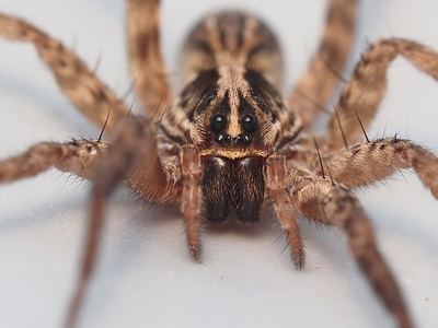 Lance wolf spider