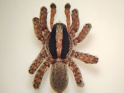 Schizocosa saltatrix