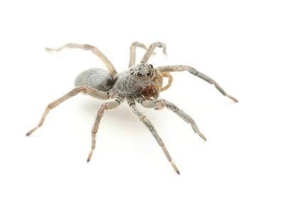 Geolycosa gosoga