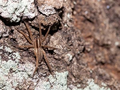Rabidosa carrana