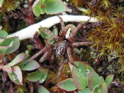 Hilltop wolf spider
