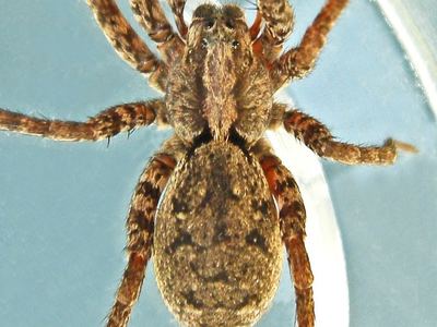 Drumming sword wolf spider
