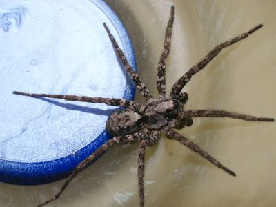 Gladicosa pulchra
