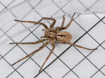 Thanatus arcticus