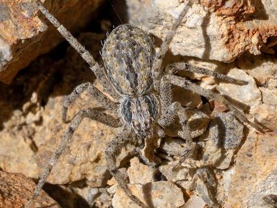Apollophanes texanus