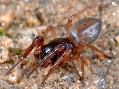 Bull-headed sac spider