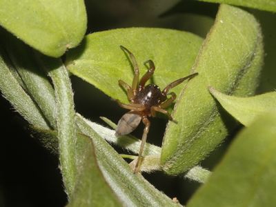 Trachelas mexicanus
