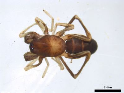 Twobanded antmimic