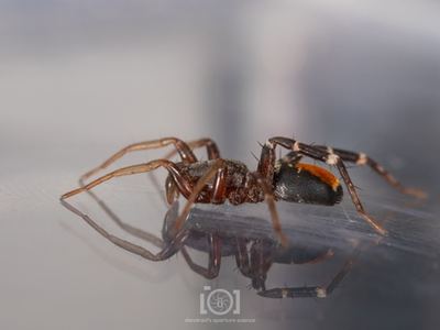 Castianeira floridana