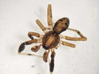 Greater ant-mimic corinne spider