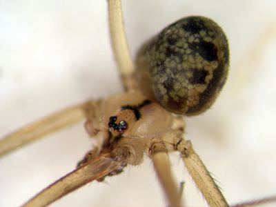 Related species: Psilochorus utahensis