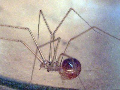 Spermophora senoculata