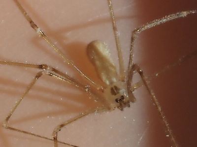 Pholcus manueli