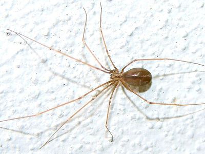 Daddylongleg spider