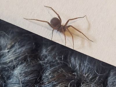Pholcophora americana