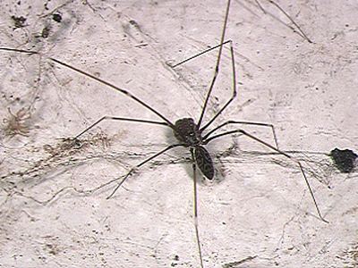 Smeringopus pallidus