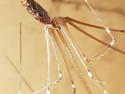 Natal cellar spider