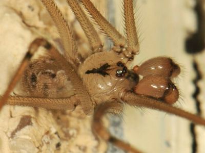 Physocyclus enaulus