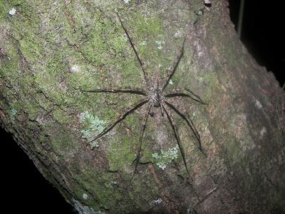 White-banded fishing spider