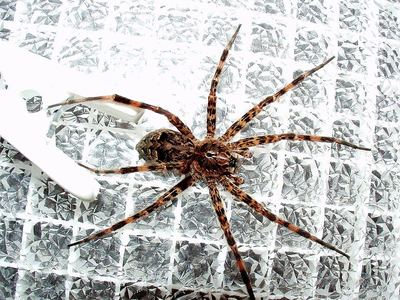 Dark fishing spider