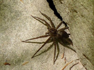 Banded fishing spider