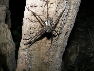 Giant swamp fishing spider