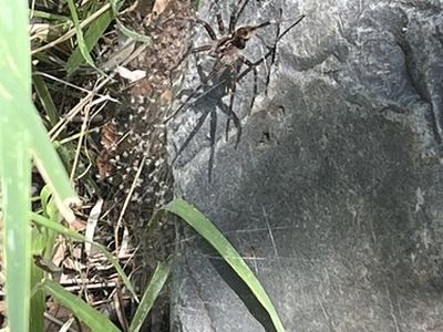 New Mexico fishing spider