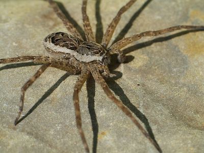 Dock spider