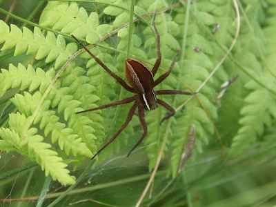 Dolomedes striatus