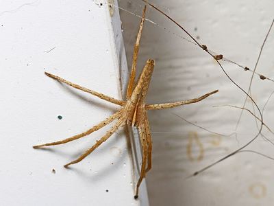 Pisaurina dubia