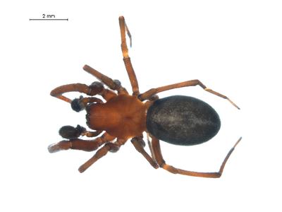 Titanoeca nigrella