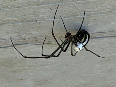 Royal leucauge