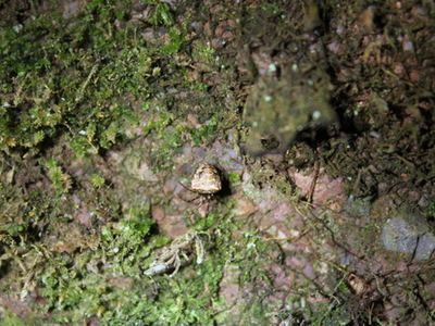 Metellina mimetoides