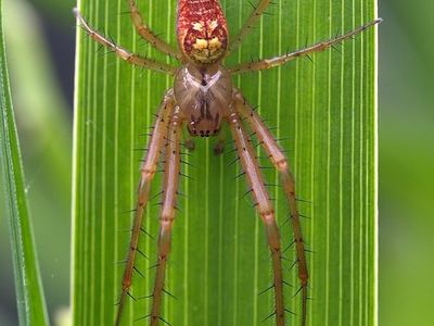 Autumn spider