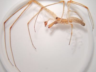 Tetragnatha guatemalensis