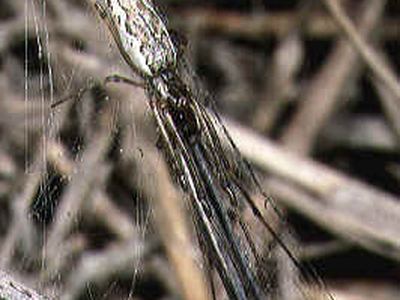 Tetragnatha nitens